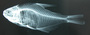Hyphessobrycon bifasciatus FMNH 54374  30 mmSL x-ray 5 sec.